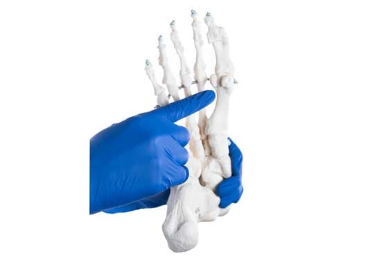 Gloved hand pointing to a model of the bones of the foot